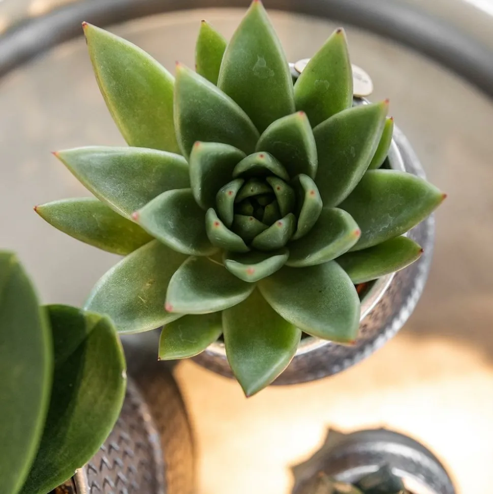 LA GREEN TOUCH - Verts colibri | lot de 2 plantes succulentes en pots décoratifs rainurés argentés - pot céramique taille 9cm