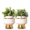 LA GREEN TOUCH - Verts colibri | lot de 2 plantes rhipsalis en pots décoratifs dorés le chic - pot céramique taille 9cm