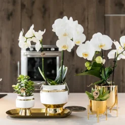 LA GREEN TOUCH - Verts colibri | lot de 2 plantes rhipsalis en pots décoratifs dorés le chic - pot céramique taille 9cm