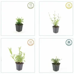 LA GREEN TOUCH - Verveine de buenos aires 'lollipop' x12 – entre 0,75 et 1m2