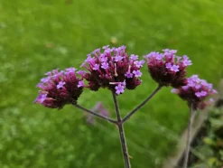 LA GREEN TOUCH - Verveine de buenos aires 'lollipop' x12 – entre 0,75 et 1m2