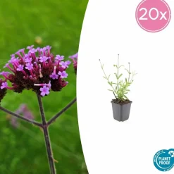 LA GREEN TOUCH - Verveine de buenos aires 'lollipop' x12 – entre 0,75 et 1m2