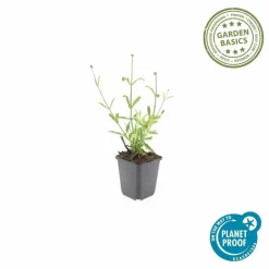LA GREEN TOUCH - Verveine de buenos aires 'lollipop' x6 – entre 0,38 et 0,5m2