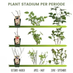 LA GREEN TOUCH - Vigne de raison bio x 6