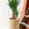 LA GREEN TOUCH - Yucca 80cm - plante d'intérieur
