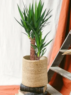 LA GREEN TOUCH - Yucca 80cm - plante d'intérieur