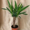 LA GREEN TOUCH - Yucca 60cm - plante d'intérieur