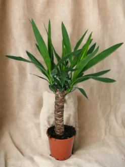 LA GREEN TOUCH - Yucca 60cm - plante d'intérieur