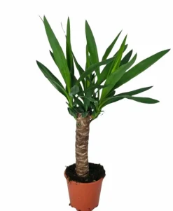 LA GREEN TOUCH - Yucca 60cm - plante d'intérieur