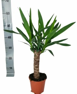 LA GREEN TOUCH - Yucca 60cm - plante d'intérieur