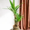 LA GREEN TOUCH - Yucca d'intérieur 100cm - plante d'intérieur