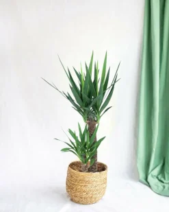 LA GREEN TOUCH - Yucca d'intérieur 100cm - plante d'intérieur
