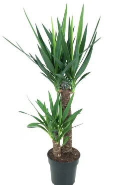 LA GREEN TOUCH - Yucca d'intérieur 100cm - plante d'intérieur