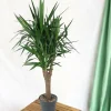 LA GREEN TOUCH - Yucca pied d'éléphant 150cm - plante d'intérieur