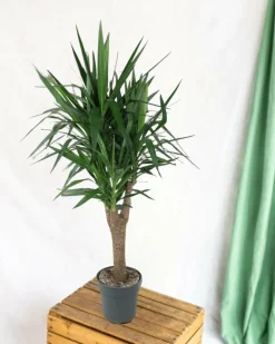 LA GREEN TOUCH - Yucca pied d'éléphant 150cm - plante d'intérieur