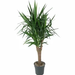 LA GREEN TOUCH - Yucca pied d'éléphant 150cm - plante d'intérieur