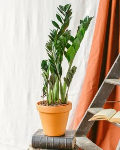 LA GREEN TOUCH - Zamioculcas zamiifolia 70cm - plante d'intérieur