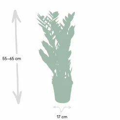LA GREEN TOUCH - Zamioculcas zamiifolia 70cm - plante d'intérieur