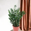 LA GREEN TOUCH - Zamioculcas zamiifolia 100cm - plante d'intérieur