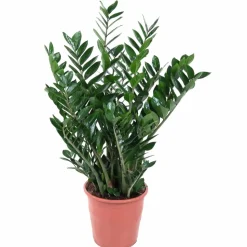 LA GREEN TOUCH - Zamioculcas zamiifolia 100cm - plante d'intérieur
