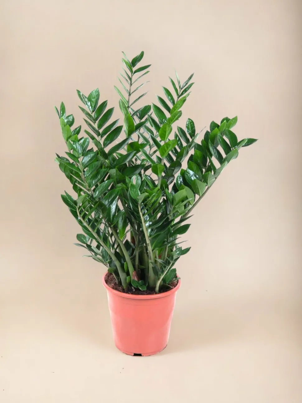 LA GREEN TOUCH - Zamioculcas zamiifolia 100cm - plante d'intérieur