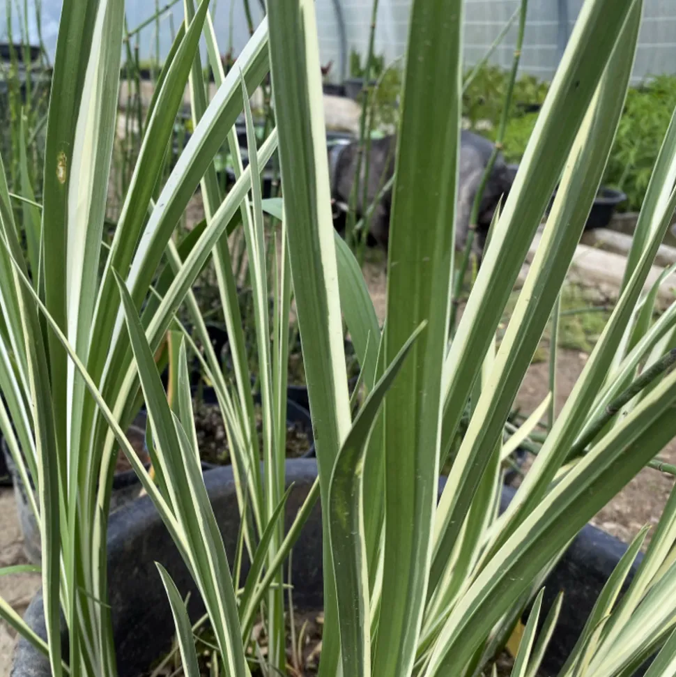 LATOUR-MARLIAC - Lot de 3 - Acorus calamus variegata - godet 8 (8cm x 8cm x7cm, 300 ml) hauteur 50 cm