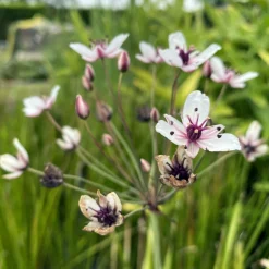 LATOUR-MARLIAC - Lot de 3 - Butomus umbellatus - godet 8 (8cm x 8cm x7cm, 300 ml) hauteur 50 cm