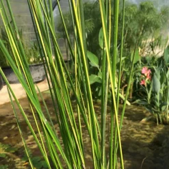 LATOUR-MARLIAC - Lot de 3 - Baumea rubiginosa - godet 8 (8cm x 8cm x7cm, 300 ml) hauteur 70 cm