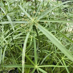 LATOUR-MARLIAC - Lot de 3 - Cyperus alternifolius - godet 8 (8cm x 8cm x7cm, 300 ml) hauteur 100 cm