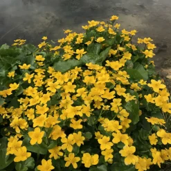 LATOUR-MARLIAC - Lot de 3 - Caltha palustris - godet 8 (8cm x 8cm x7cm, 300 ml) hauteur 30 cm