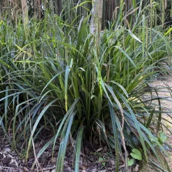 LATOUR-MARLIAC - Lot de 3 - Carex pendula - godet 8 (8cm x 8cm x7cm, 300 ml) hauteur 50 cm