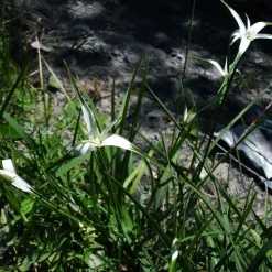 LATOUR-MARLIAC - Lot de 3 - Dichromena colorata - godet 8 (8cm x 8cm x7cm, 300 ml) hauteur 20 cm