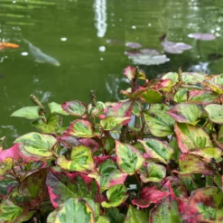 LATOUR-MARLIAC - Lot de 3 - Houttuynia cordata 'Chameleon' - godet 8 (8cm x 8cm x7cm, 300 ml) hauteur 20 cm