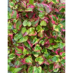 LATOUR-MARLIAC - Lot de 3 - Houttuynia cordata 'Chameleon' - godet 8 (8cm x 8cm x7cm, 300 ml) hauteur 20 cm