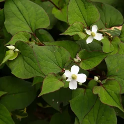 LATOUR-MARLIAC - Lot de 3 - Houttuynia 'chameleon' - godet 8 (8cm x 8cm x7cm, 300 ml) hauteur 20 cm