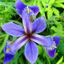 LATOUR-MARLIAC - Lot de 3 - Iris versicolor - godet 8 (8cm x 8cm x7cm, 300 ml) hauteur 50 cm