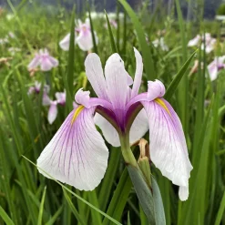 LATOUR-MARLIAC - Lot de 3 - Iris laevigata 'Queen Victoria' - godet 8 (8cm x 8cm x7cm, 300 ml) hauteur 50 cm