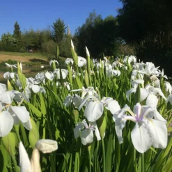 LATOUR-MARLIAC - Lot de 3 - Iris laevigata 'Snowdrift' - godet 8 (8cm x 8cm x7cm, 300 ml) hauteur 50 cm