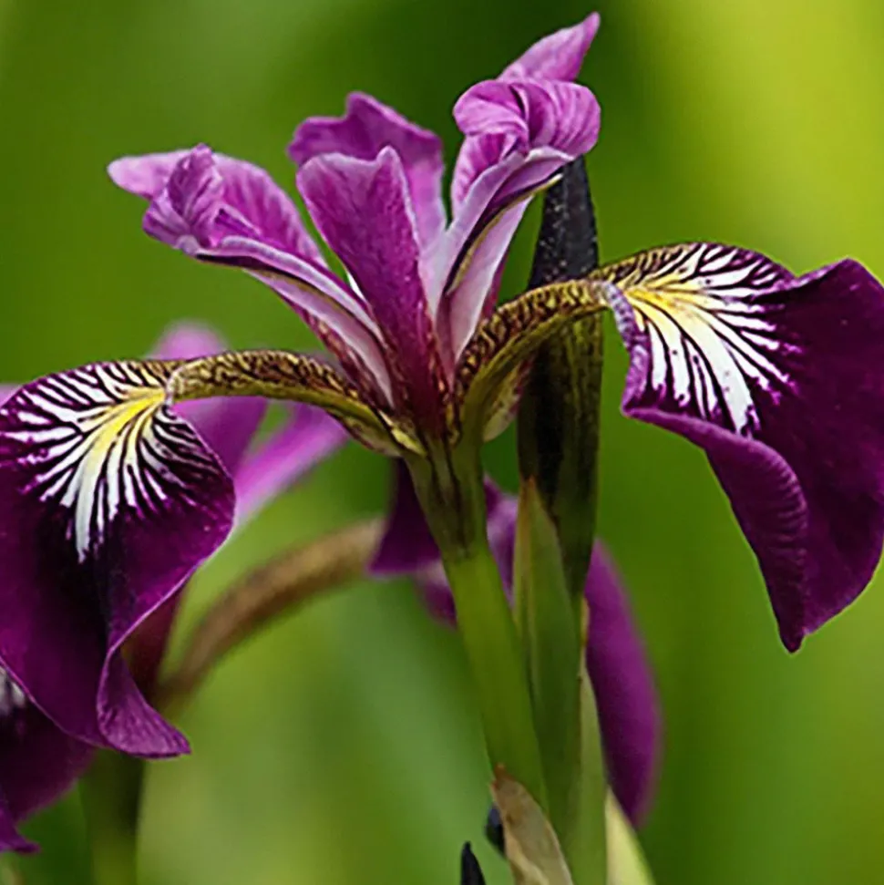 LATOUR-MARLIAC - Lot de 3 - Iris versicolor 'Kermesina' - godet 8 (8cm x 8cm x7cm, 300 ml) hauteur 50 cm