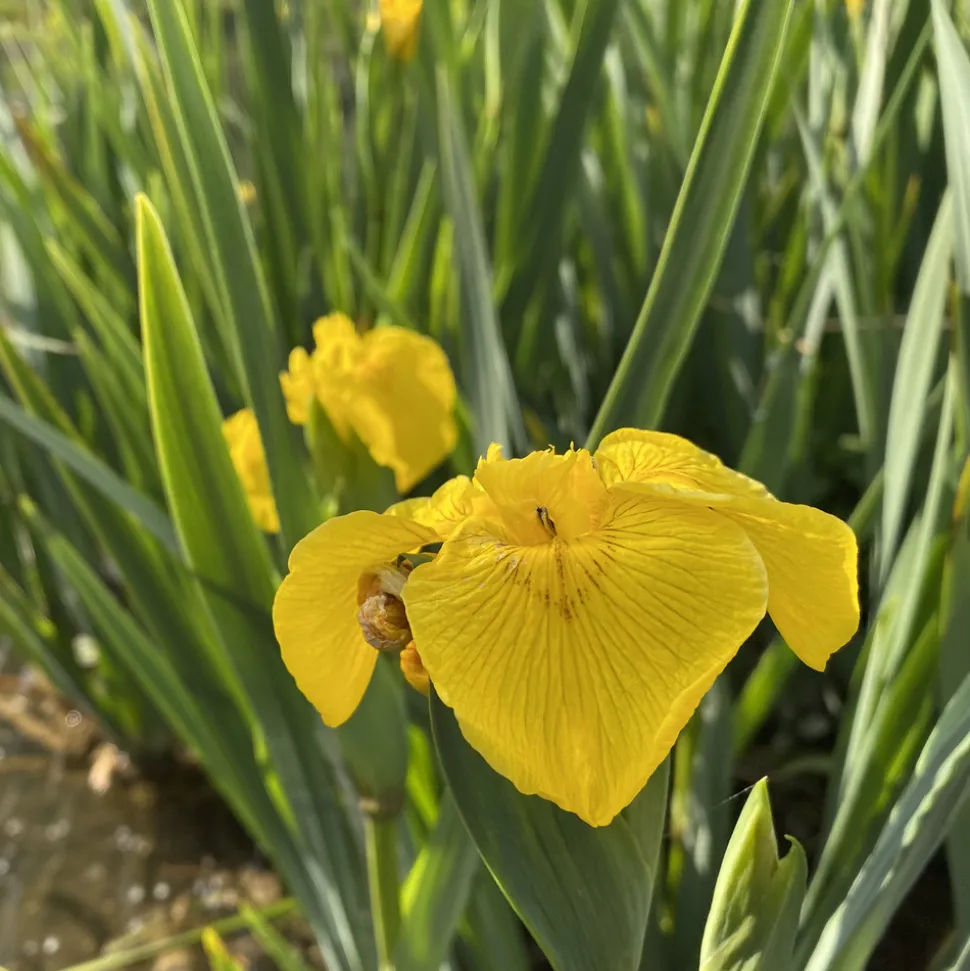 LATOUR-MARLIAC - Lot de 3 - Iris pseudacorus en racines nues - plantes matures
