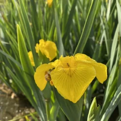 LATOUR-MARLIAC - Lot de 3 - Iris pseudacorus - godet 8 (8cm x 8cm x7cm, 300 ml) hauteur 80 cm