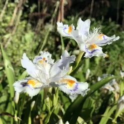 LATOUR-MARLIAC - Lot de 3 - Iris japonica - godet 8 (8cm x 8cm x7cm, 300 ml) hauteur 30 cm