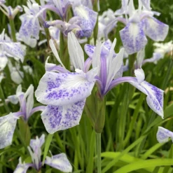 LATOUR-MARLIAC - Lot de 3 - Iris laevigata 'Mottled Beauty' - godet 8 (8cm x 8cm x7cm, 300 ml) hauteur 50 cm