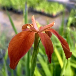 LATOUR-MARLIAC - Lot de 3 - Iris fulva - godet 8 (8cm x 8cm x7cm, 300 ml) hauteur 50 cm