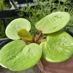 LATOUR-MARLIAC - Lot de 3 - Limnobium laevigata - godet 8 (8cm x 8cm x7cm, 300 ml)