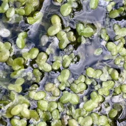 LATOUR-MARLIAC - Lot de 3 - Lemna minor - plantes flottantes en racines nues