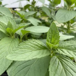 LATOUR-MARLIAC - Lot de 3 - Mentha aquatica - godet 8 (8cm x 8cm x7cm, 300 ml) hauteur 20 cm