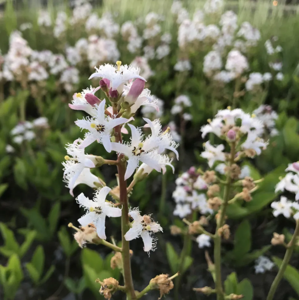 LATOUR-MARLIAC - Lot de 3 - Menyanthes trifoliata - godet 8 (8cm x 8cm x7cm, 300 ml) hauteur 20 cm