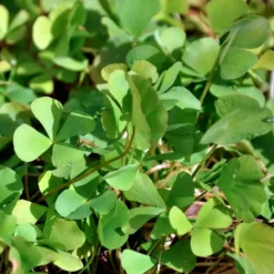 LATOUR-MARLIAC - Lot de 3 - Marsilea quadrifolia - godet 8 (8cm x 8cm x7cm, 300 ml) hauteur 20 cm