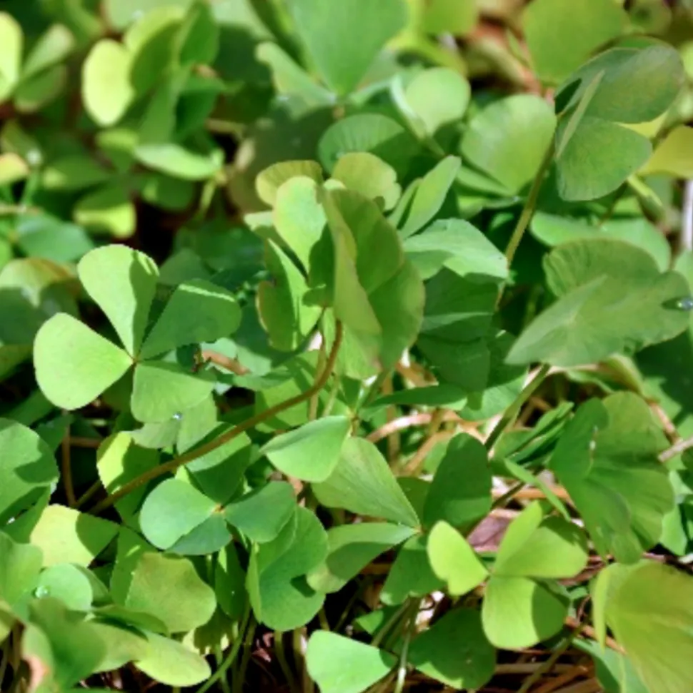 LATOUR-MARLIAC - Lot de 3 - Marsilea quadrifolia - godet 8 (8cm x 8cm x7cm, 300 ml) hauteur 20 cm